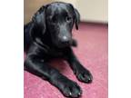 Adopt Bella a Labrador Retriever