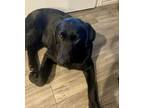 Adopt Pepper a Labrador Retriever