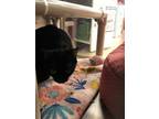 Adopt Shadow *BONDED WITH KNOBBY* a Domestic Short Hair