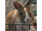 Adopt Gracie a Lionhead, Dwarf