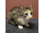 Adopt Starlight nka Lena a Domestic Short Hair