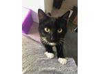 Adopt Cinder a Domestic Short Hair