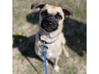 Adopt Evie a Pug, Shepherd