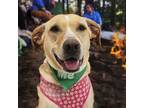 Adopt Tallie a Retriever, Labrador Retriever