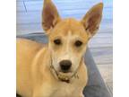 Adopt Stormy a Australian Cattle Dog / Blue Heeler, Husky