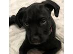 Adopt Cartier a Black Labrador Retriever