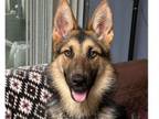 Adopt Pepper a German Shepherd Dog