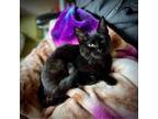 Adopt Shuri a Domestic Short Hair