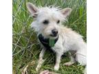 Adopt Sabrina a Wirehaired Terrier, Mixed Breed