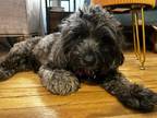 Adopt Pepper a Cavapoo