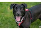 Adopt Pammy- Lucky Charm Promo a Labrador Retriever, Shepherd