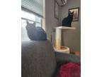 Adopt Thelma and Louise a Domestic Short Hair