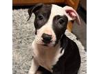 Adopt Emma a Pit Bull Terrier