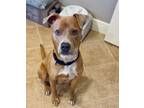 Adopt Orange Theory a Pit Bull Terrier