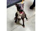 Adopt HARLEY a Bull Terrier