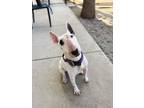 Adopt Sarah a Bull Terrier