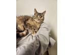 Adopt PEBBLES a Domestic Short Hair