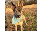 Adopt Lainey a Catahoula Leopard Dog, Husky