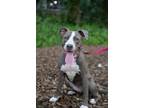 Adopt Peppermint Patty a Australian Cattle Dog / Blue Heeler, Pit Bull Terrier