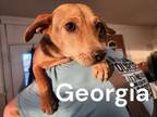 Adopt Georgia a Beagle, Feist