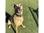 Adopt RAIN a Yellow Labrador Retriever, Mixed Breed