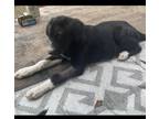 Adopt Macy a Black Labrador Retriever