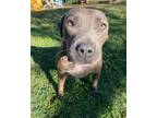 Adopt Lulu a Pit Bull Terrier