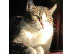 Adopt Tillie a Tabby, Domestic Short Hair