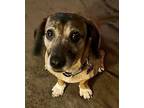 Adopt Trixie a Dachshund, Mixed Breed