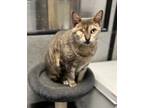 Adopt Meredith a Domestic Short Hair, Bengal