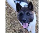 Akita Puppy for sale in Bidwell, OH, USA