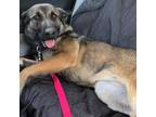 Adopt Lottie a Shepherd, Dutch Shepherd