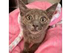 Adopt Mouse (Special Needs) a Domestic Short Hair