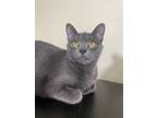 Adopt Penny a Domestic Short Hair, Russian Blue