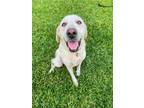 Adopt Brandi a Yellow Labrador Retriever