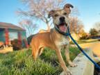 Adopt Jade the spunky runt! a Mixed Breed