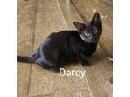 Adopt Darcy a Domestic Short Hair