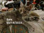 Adopt Sarah a Domestic Short Hair