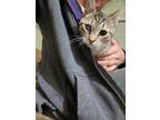 Adopt Cindy Lou a American Shorthair