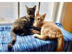 Adopt Cinnamon & Sugar a Tortoiseshell, Tabby