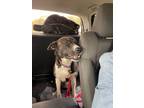 Adopt Willow a Labrador Retriever, Terrier