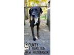 Adopt Bounty a Labrador Retriever