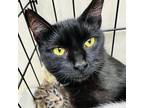 Adopt Momma Chad a American Shorthair