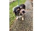 Adopt Dusty a Terrier