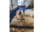 Adopt Pecan a Guinea Pig