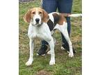 Adopt Tweedledum a Foxhound