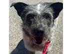 Adopt Spock a Terrier, Australian Cattle Dog / Blue Heeler