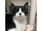 Adopt Nic Nic a Domestic Short Hair