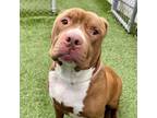 Adopt Roman a Pit Bull Terrier