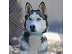 Adopt BALTO a Siberian Husky